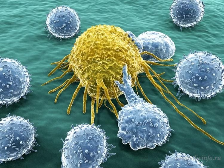 Клетки рака переманивают иммунитет на свою сторону?