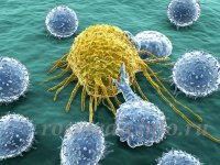 - Клетки рака переманивают иммунитет на свою сторону?