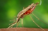 Свет поможет защититься от малярии