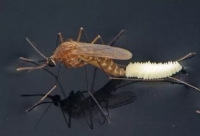 Погодные аномалии в Москве провоцируют малярию