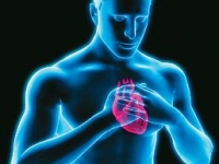 Дефицит кальция в крови грозит остановкой сердца