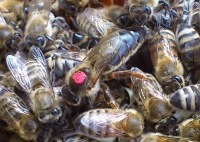 "Синдром пчелиной матки" - всего лишь миф, показало исследование