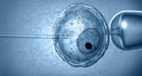 Ученные начали создание искусственного эмбриона
