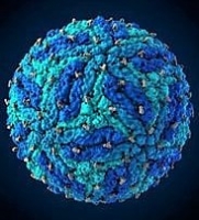 Может ли вирус Зика вылечить рак мозга?