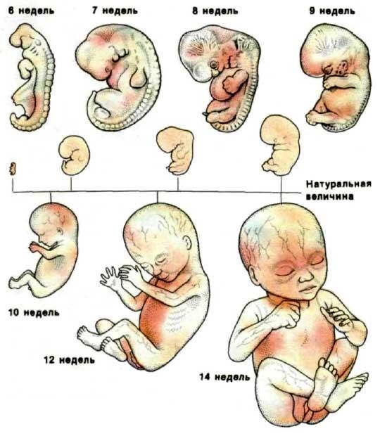 Беременность по неделям, Развитие эмбриона.