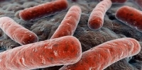 Новый метод борьбы с туберкулезом