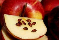 Употребление большого количества яблочных косточек, опасно для жизни