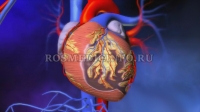 Как восстановить сердце после инфаркта, выяснили эксперты