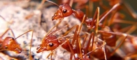 Огненные муравьи VS Псориаз