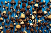 Галлюциногенные грибы хотят добавить в препарат от депрессии