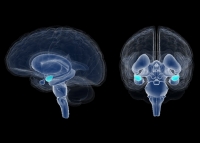 Новый мозговой имплантат, создан для улучшения памяти