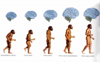 Эволюция мозга человека