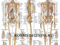 Анатомия скелета с переводом на латинский язык