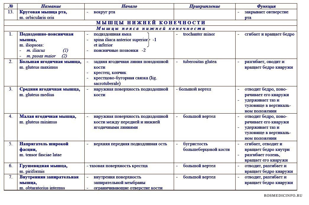 Основные мышцы таблица. Мышцы верхних и нижних конечностей таблица. Мышцы нижних конечностей анатомия таблица. Мышцы нижних конечностей анатомия таблица функции. Таблица мышцы верхней конечности мышцы нижней конечности.