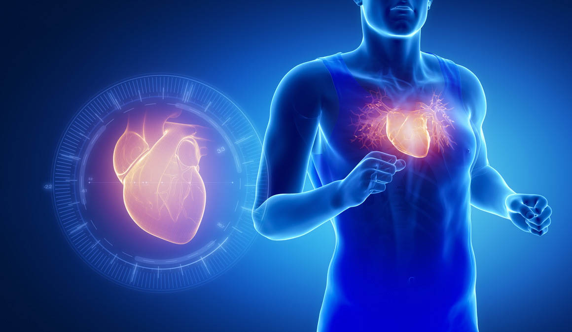Влияние физической нагрузки на работу сердца