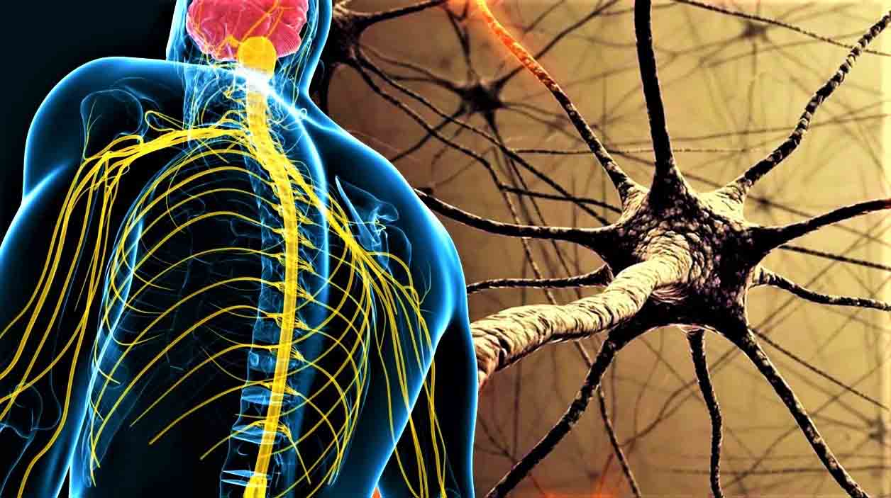 Ответы к тестам НМО: "Морфофункциональные особенности нервной системы"