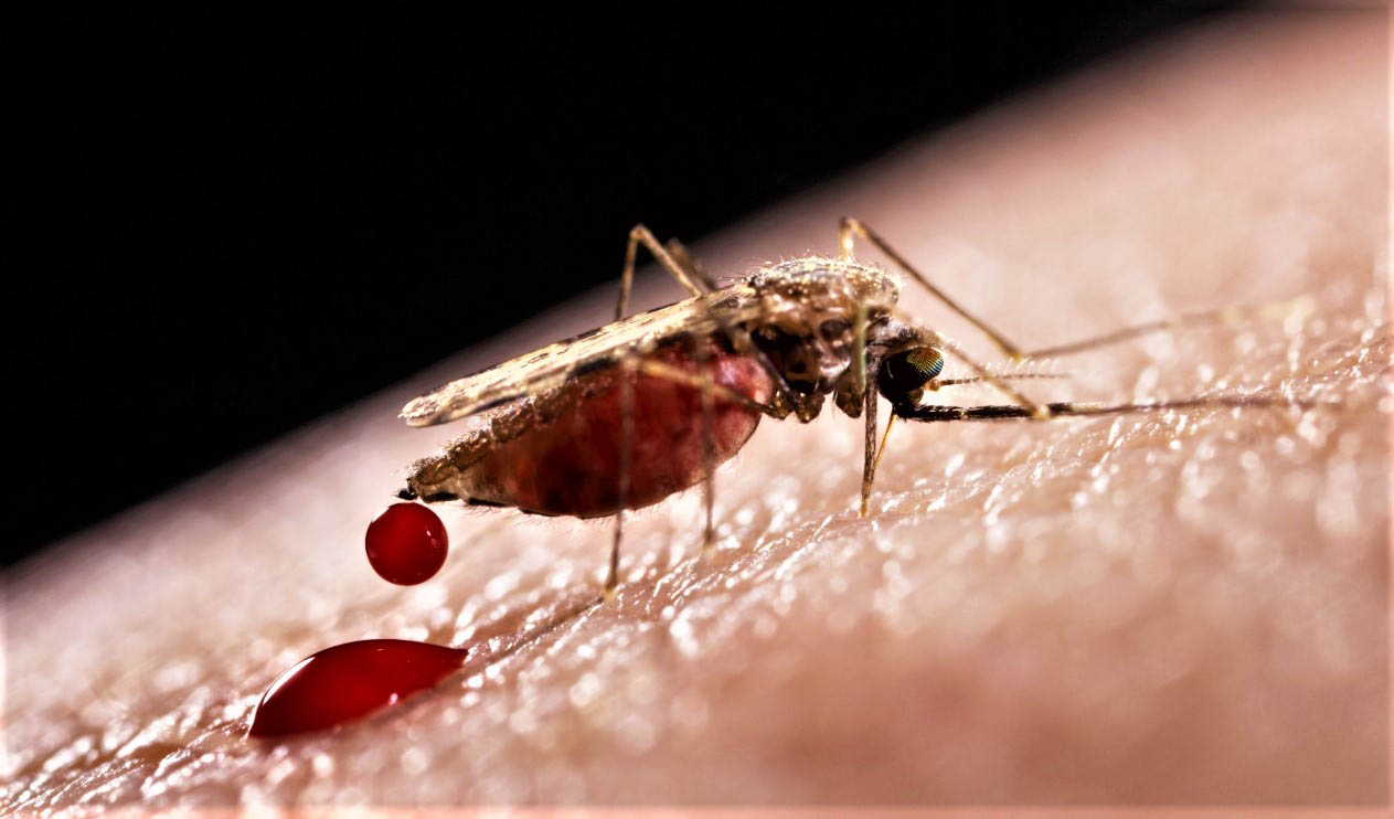 Ответы к тестам НМО: "Малярия (эпидемиология, клиника, лабораторная диагностика, профилактика)"