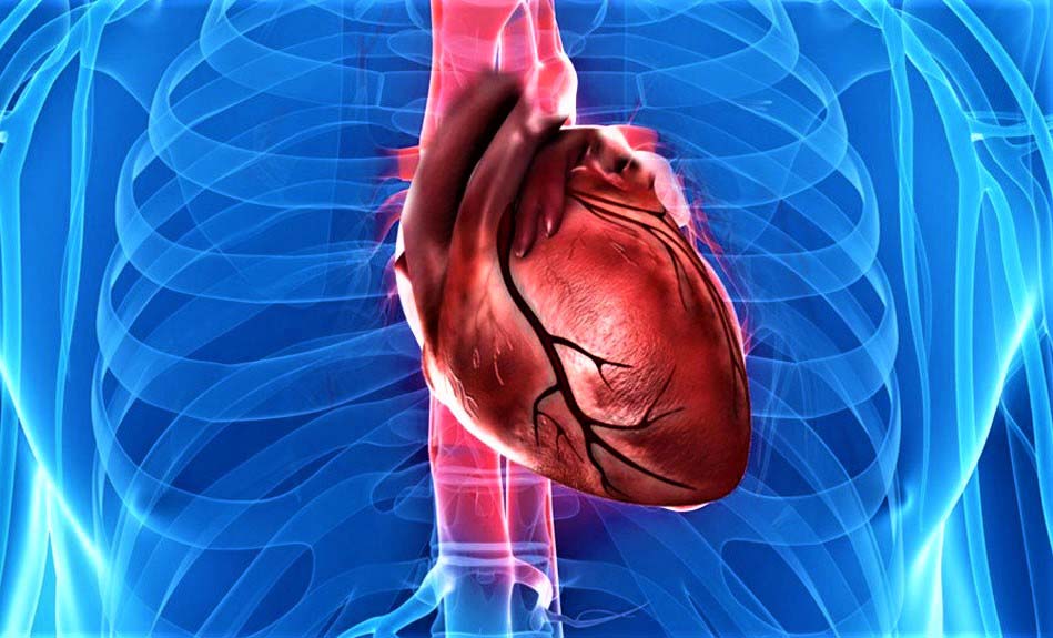 Ответы к тестам НМО: «Миксомы сердца»