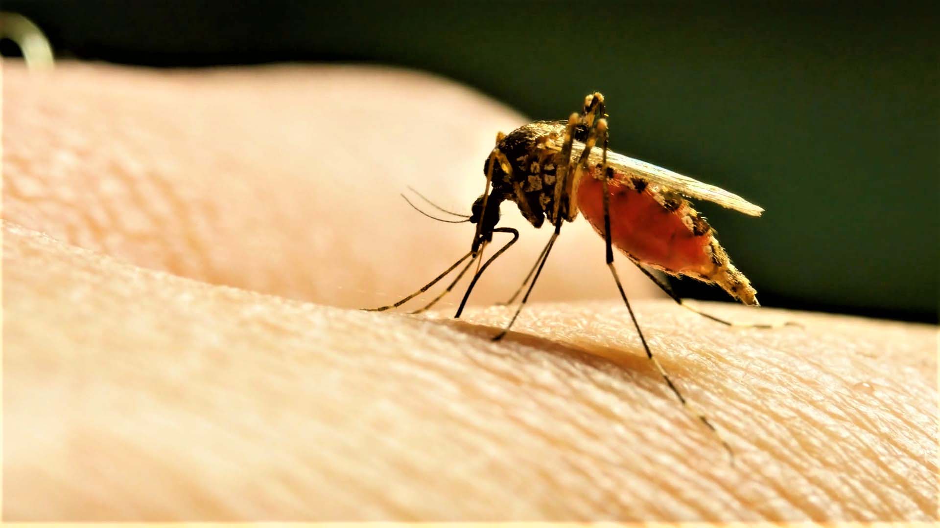 Что помогает от комаров и комариных укусов?