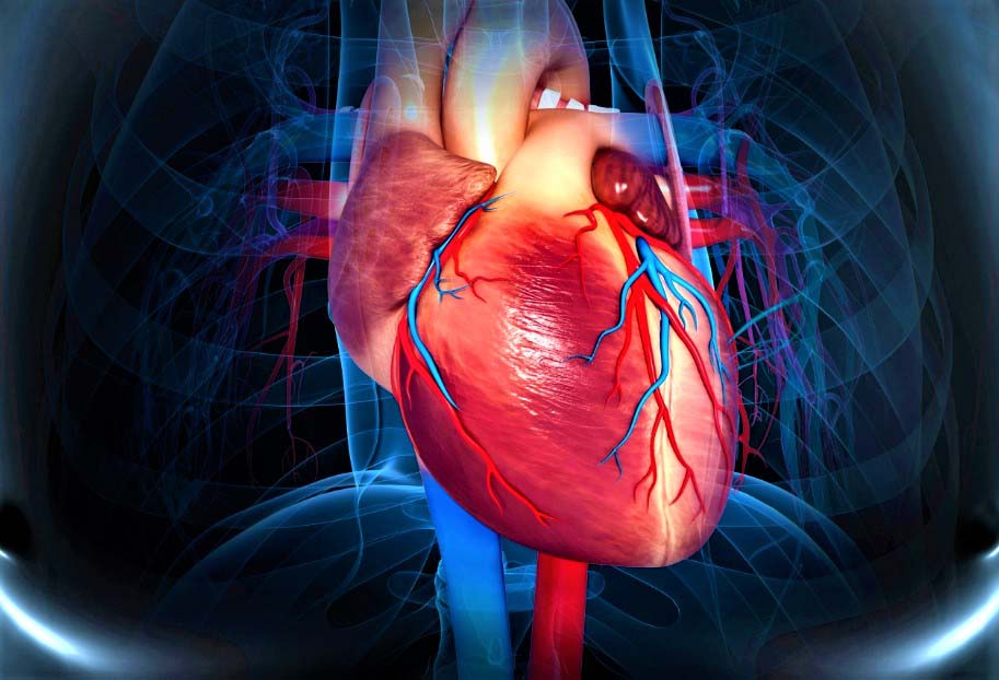 Ответы к тестам НМО: "Диспансерное наблюдение больных с неинфекционными заболеваниями сердечно-сосудистой системы"