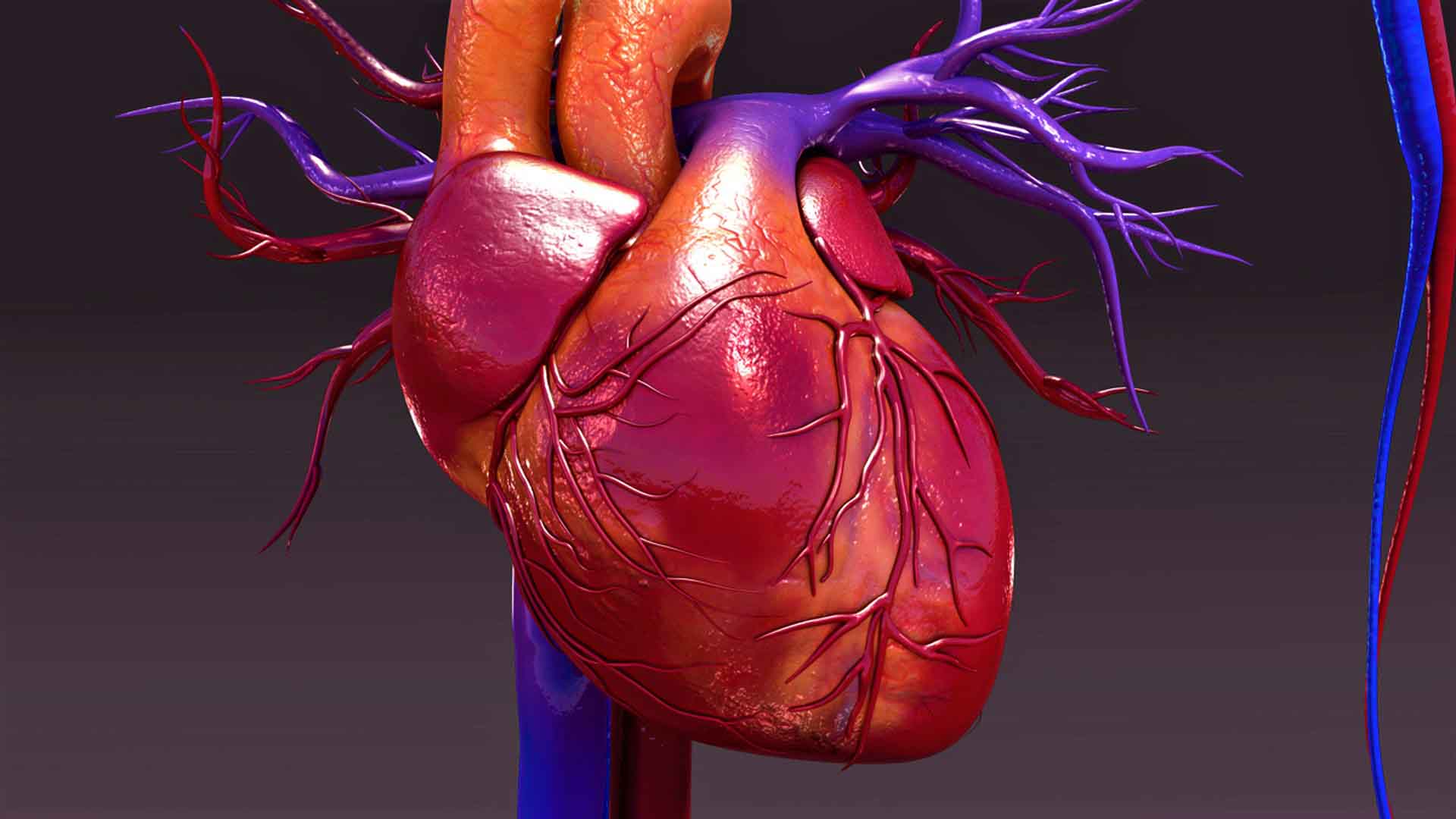 Ответы к тестам НМО: "Аномалии коронарных артерий"