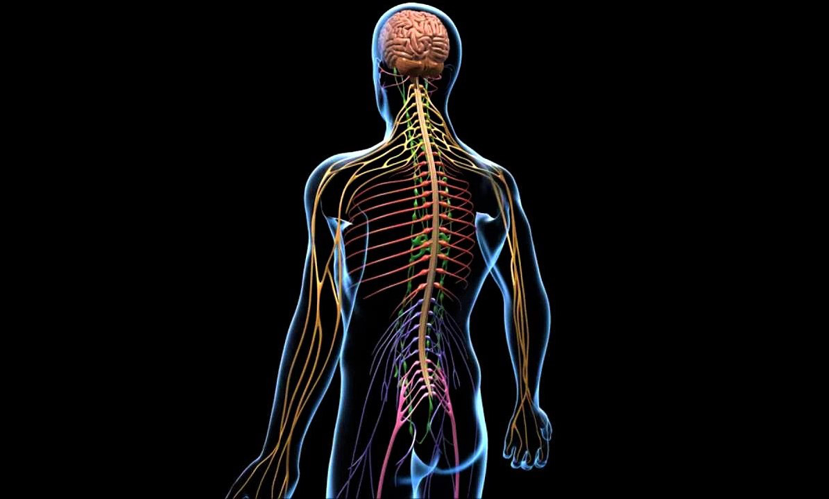 Ответы к тестам НМО: "Заболевания периферической нервной системы"