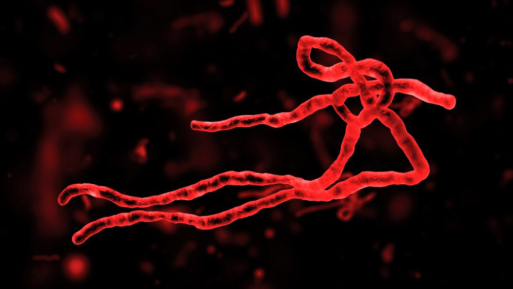 Геморрагическая лихорадка Эбола: этиология, клинико-лабораторная диагностика и лечение