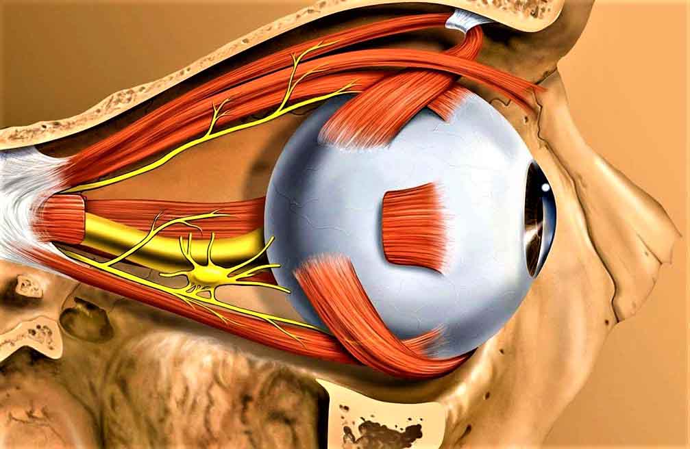 Ответы к тестам НМО: "Гиперфункция нижних косых мышц глаза: клиника, диагностика, лечение"